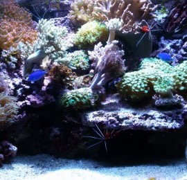 Mořský svět Praha