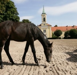 Národní hřebčín Kladruby nad Labem